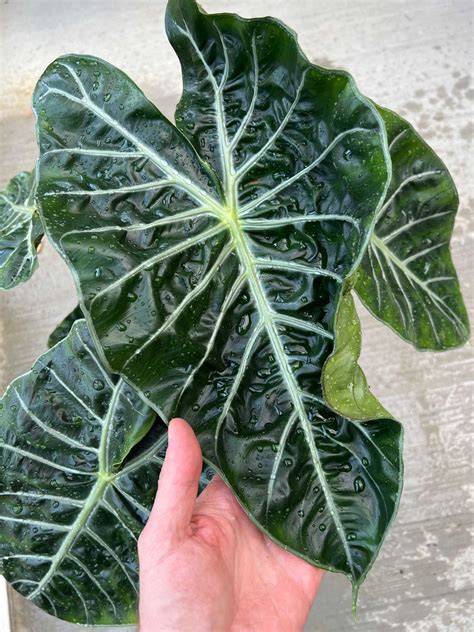 moisture meter alocasia|alocasia soil mix.